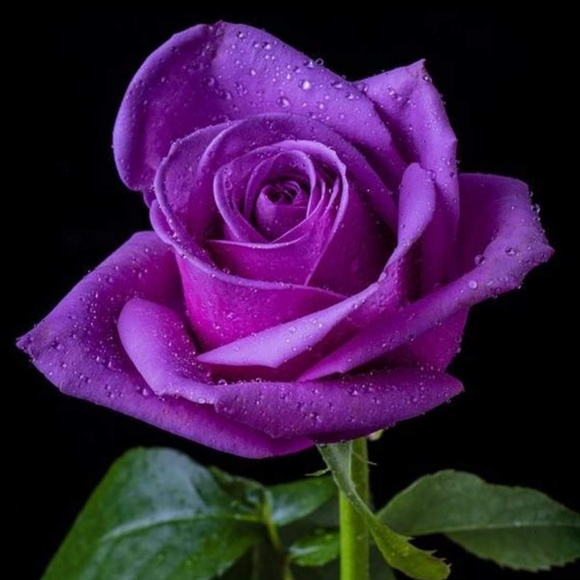 Meet your Posher, Lori - Picture 1 of 1